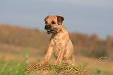 BORDER TERRIER 172